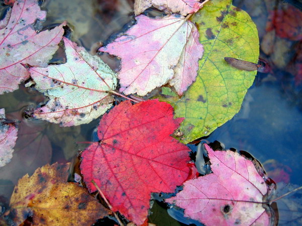 Коллекция лето - осень