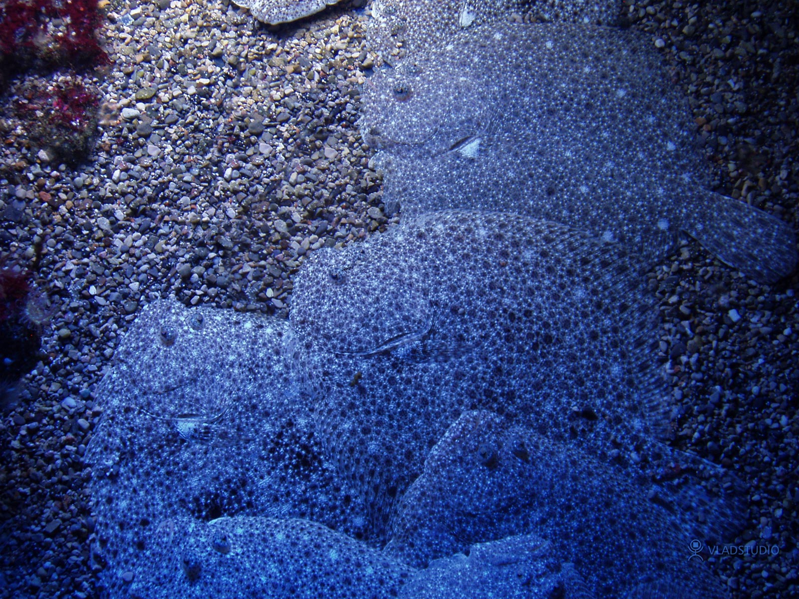 Подборка абстракций и не только