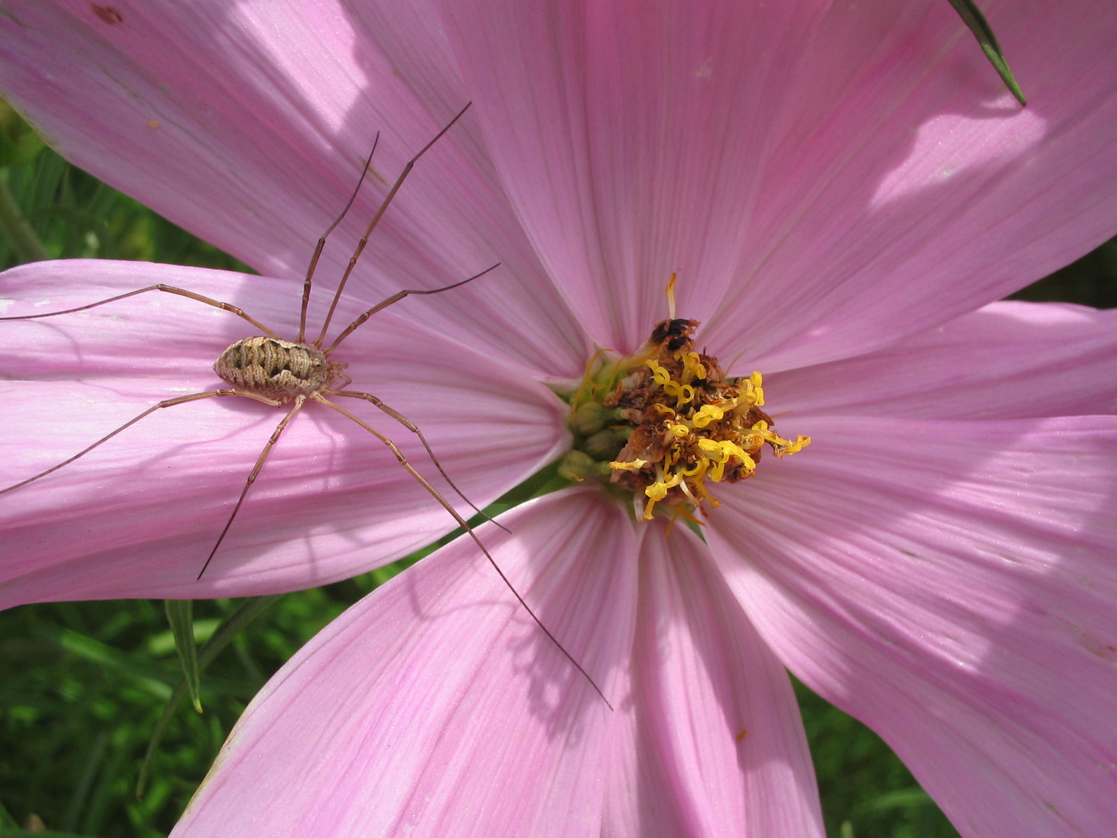 Красивые цветы на рабочий стол