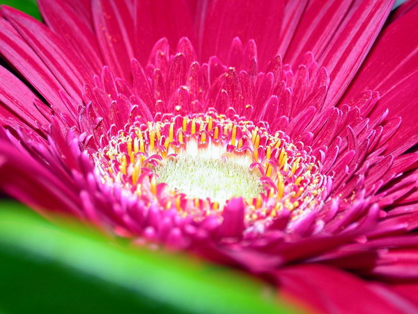 Красивые цветы на рабочий стол