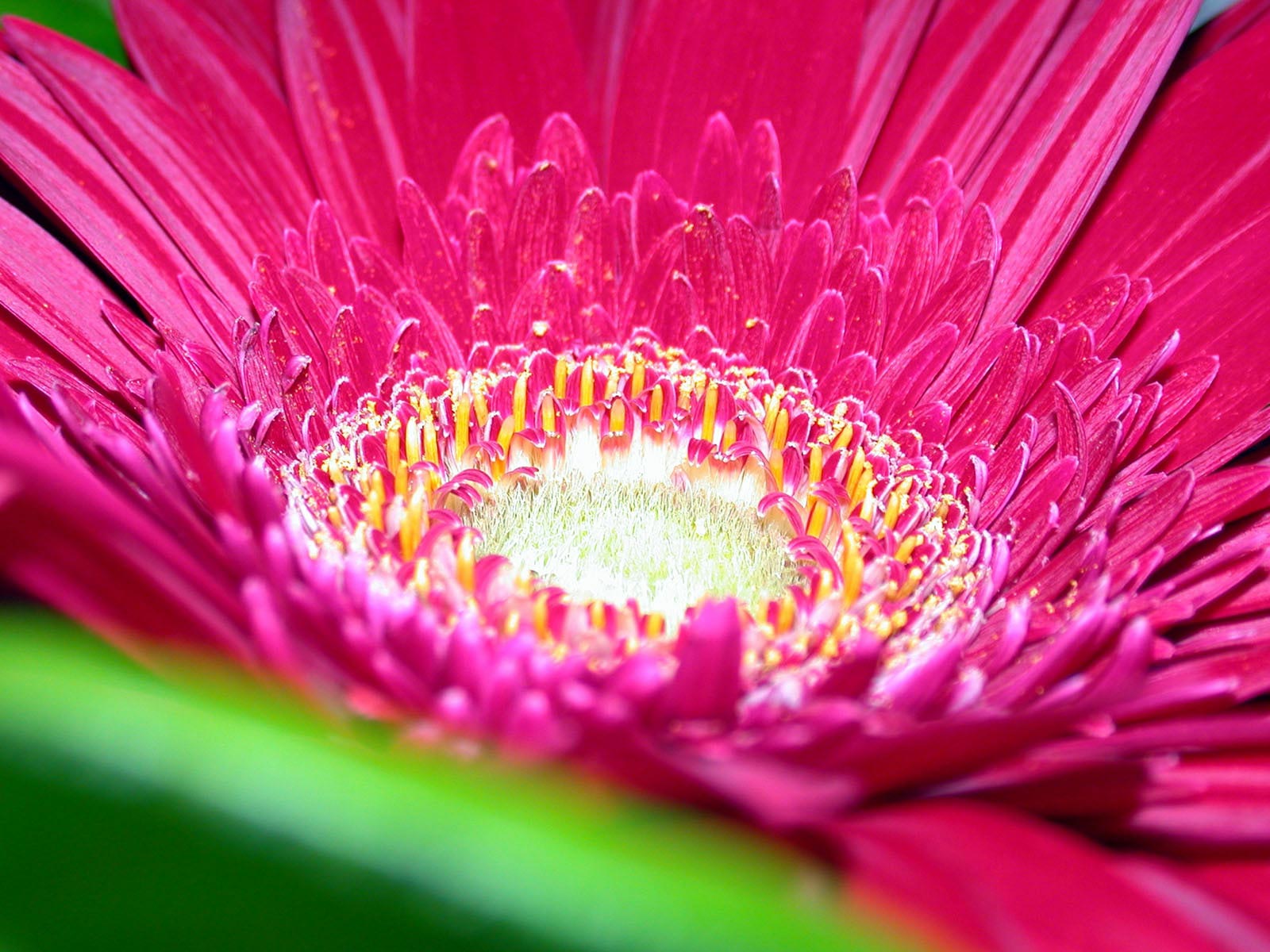 Красивые цветы на рабочий стол