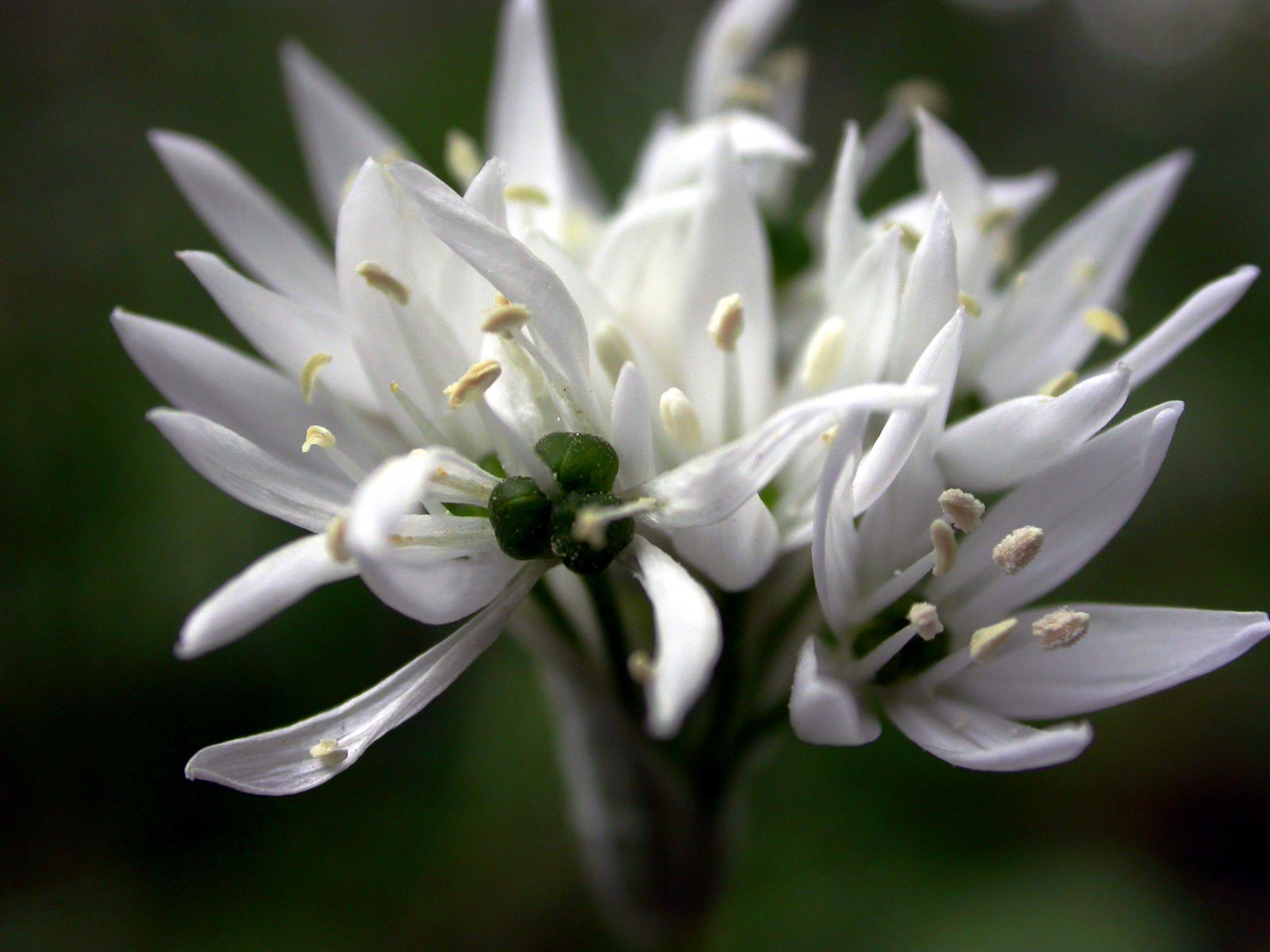 Красивые цветы на рабочий стол