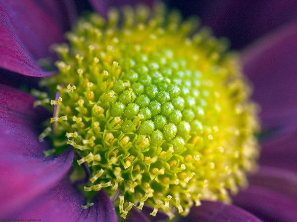 Красивые цветы на рабочий стол