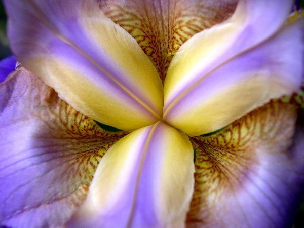 Красивые цветы на рабочий стол