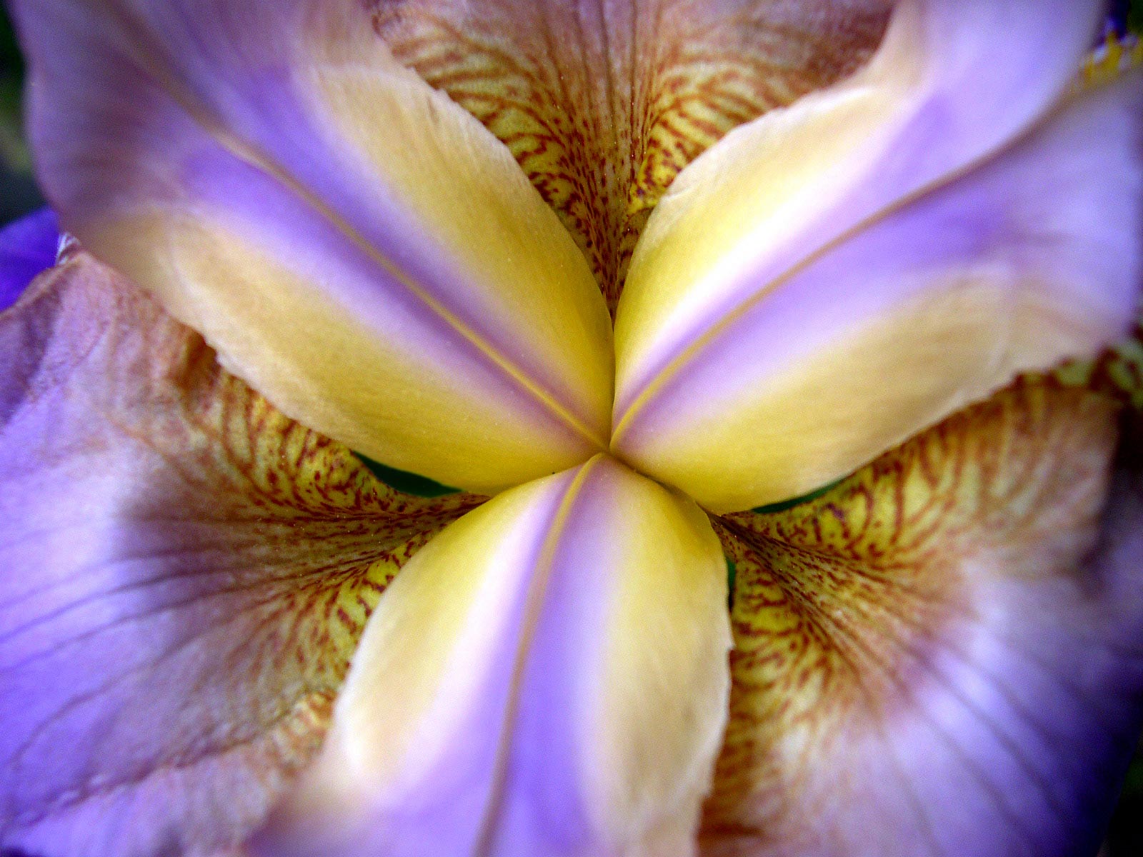 Красивые цветы на рабочий стол