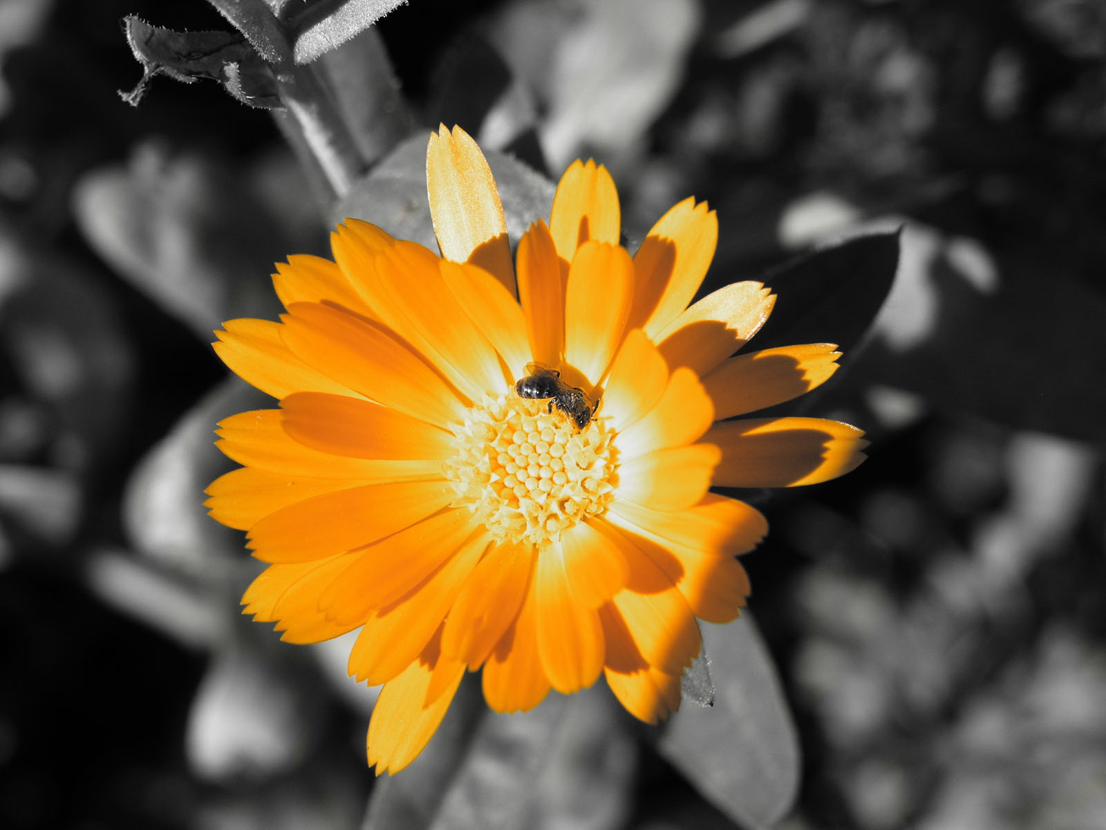 Красивые цветы на рабочий стол