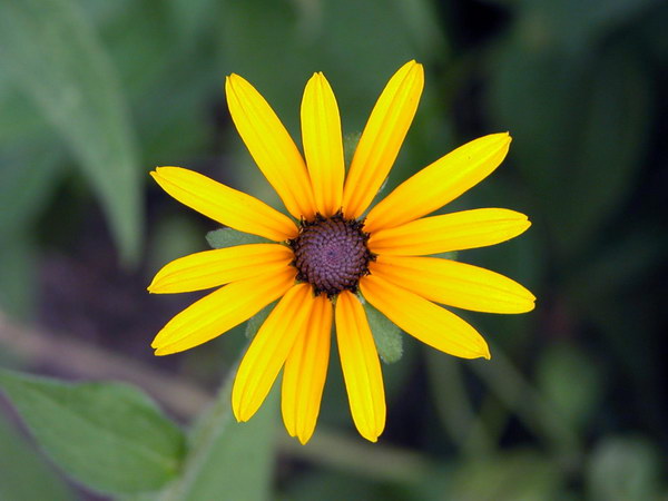 Красивые цветы на рабочий стол