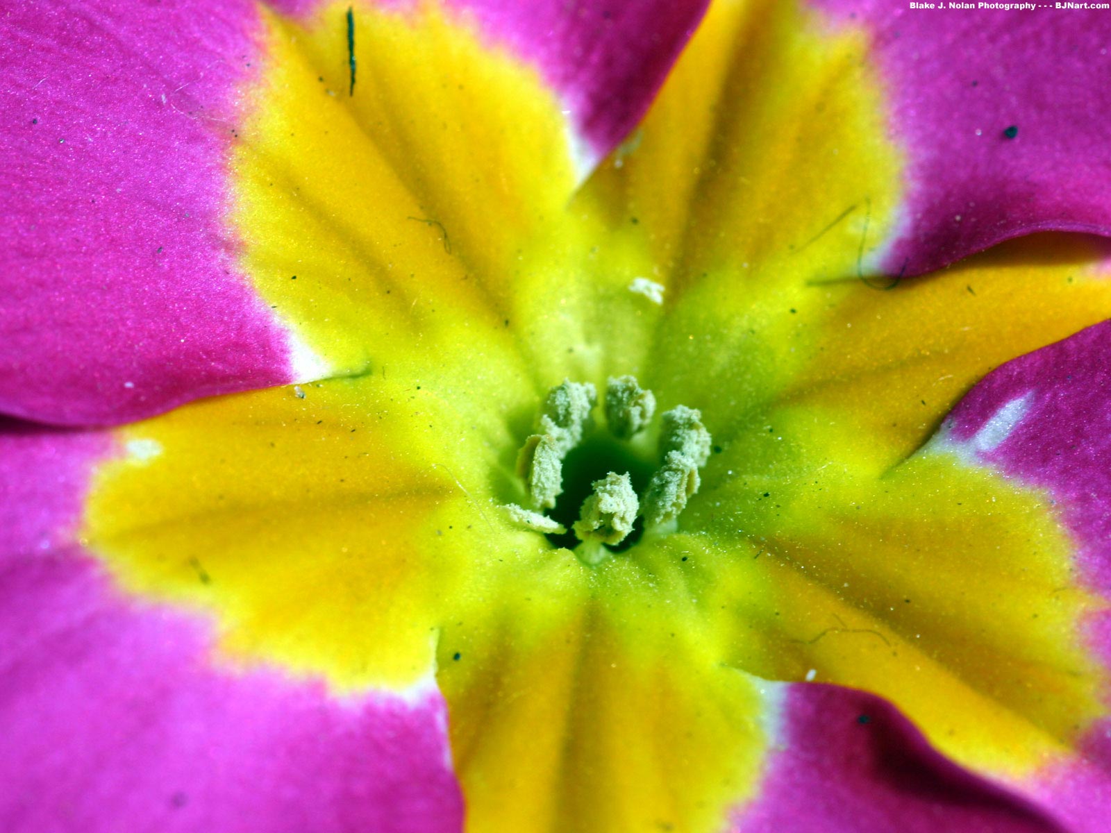 Красивые цветы на рабочий стол