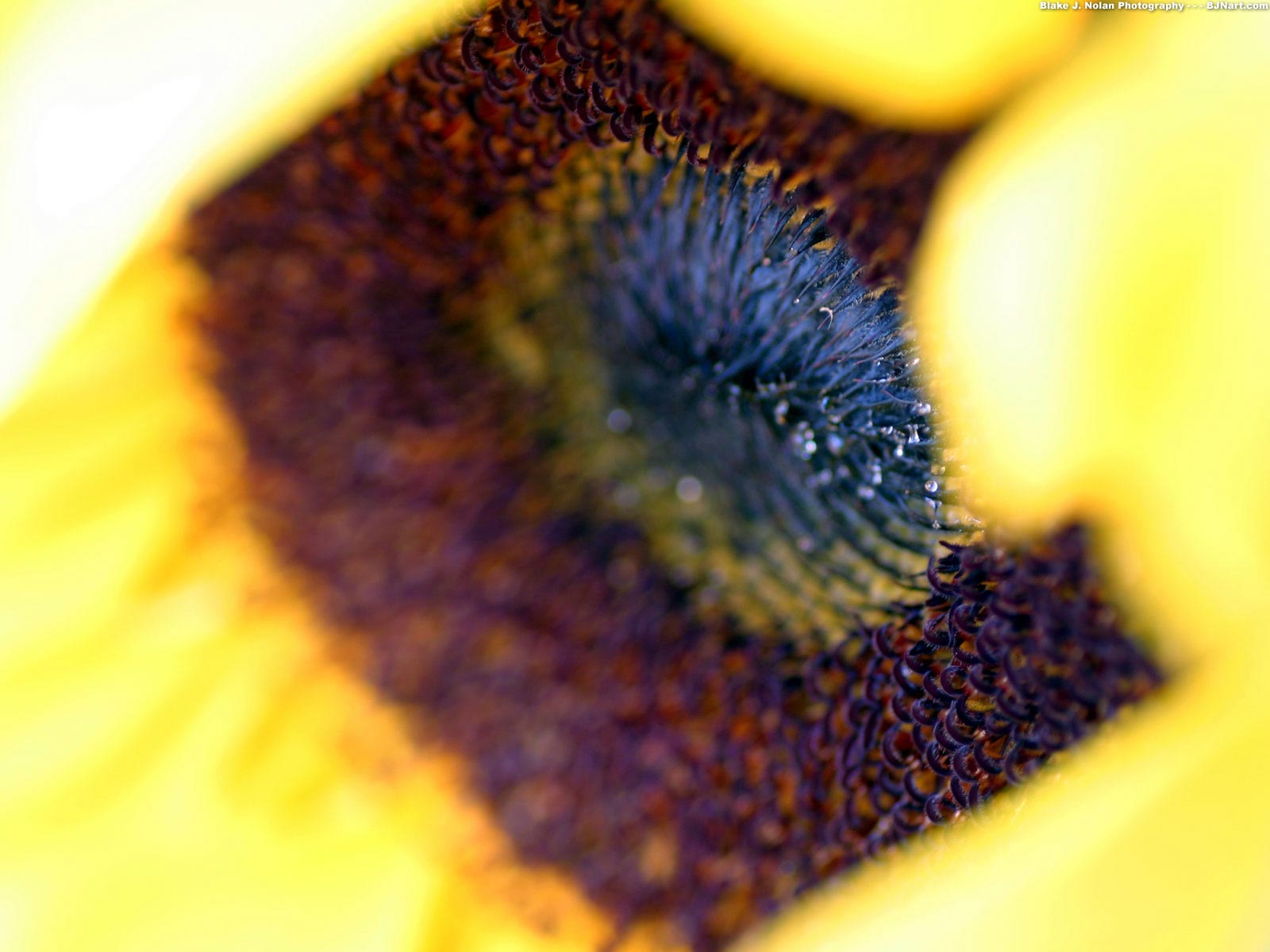 Красивые цветы на рабочий стол