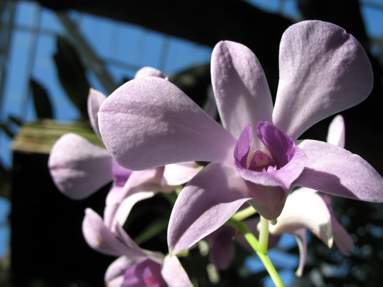 Красивые цветы на рабочий стол