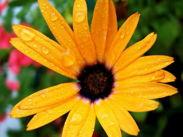 Красивые цветы на рабочий стол