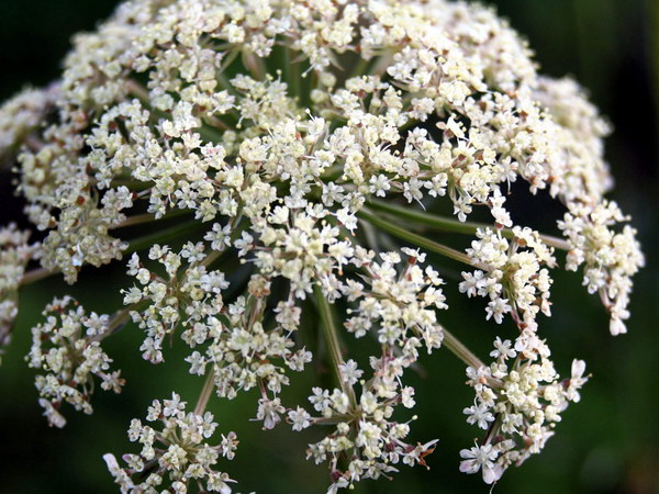 Красивые цветы на рабочий стол