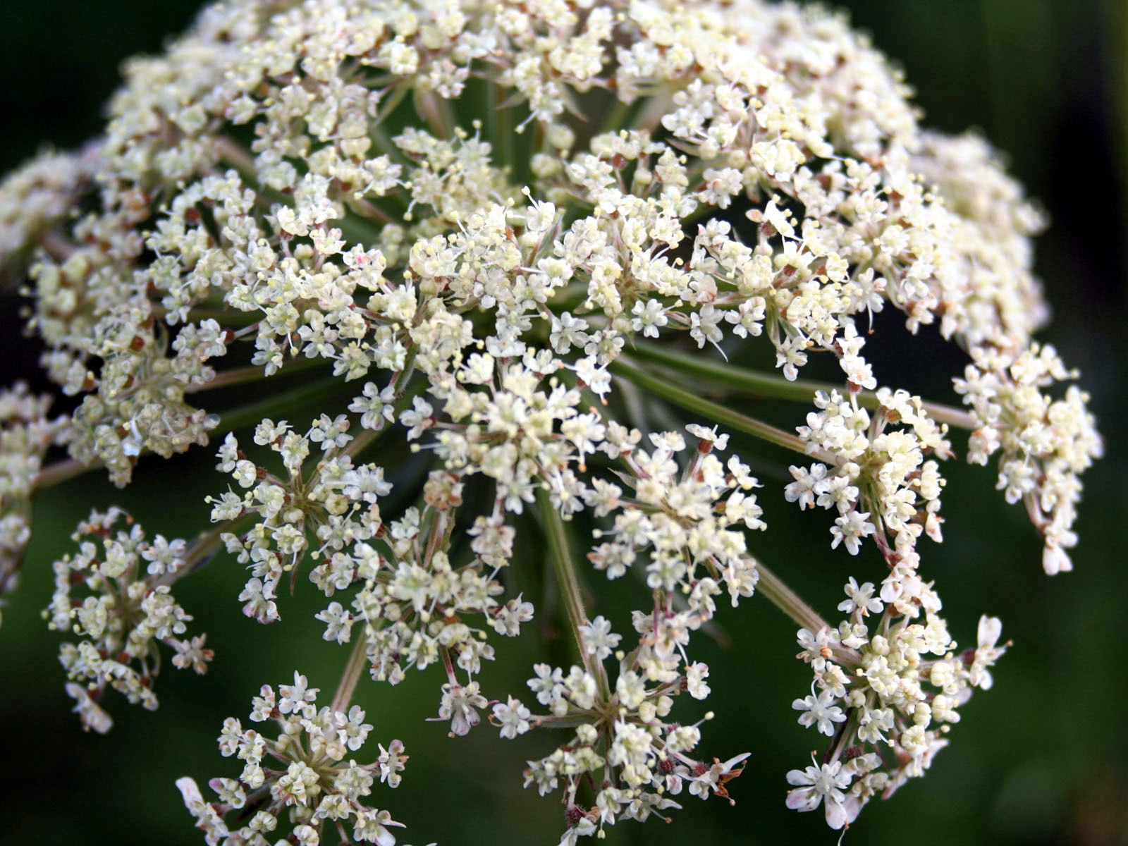 Красивые цветы на рабочий стол