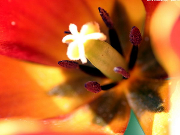 Красивые цветы на рабочий стол