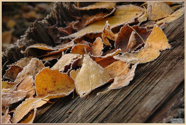 Зимние фотографии