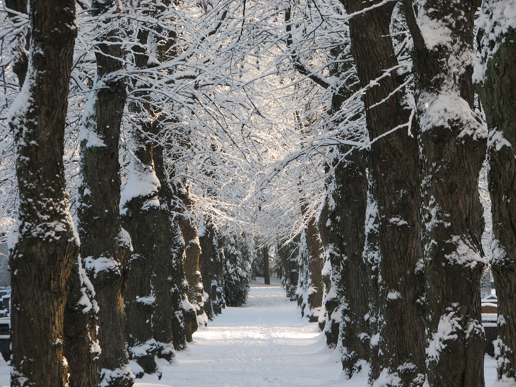 Зимние фотографии