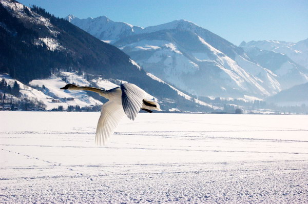 Зимние фотографии