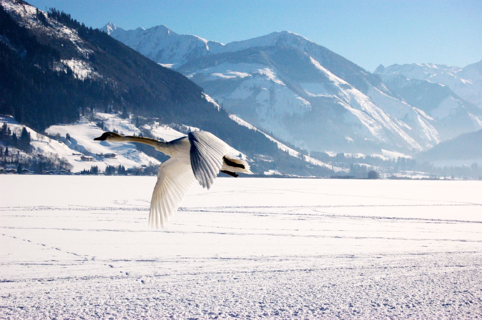 Зимние фотографии