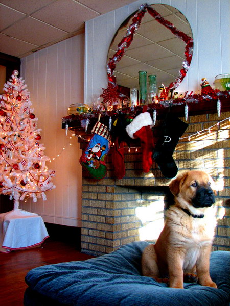 Новогодние обои