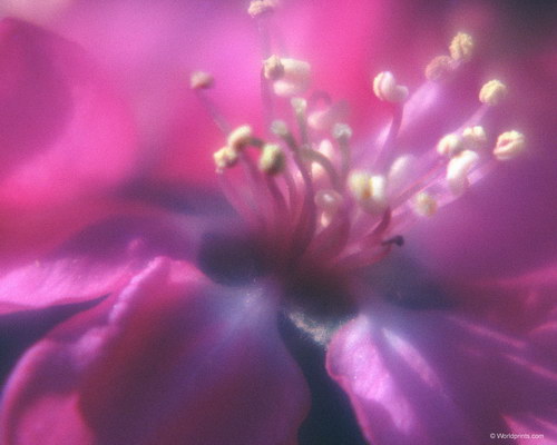 распустившийся сиреневый цветок