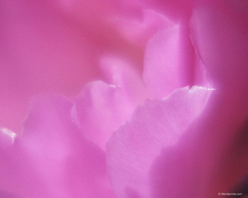 нежные розовые лепестки