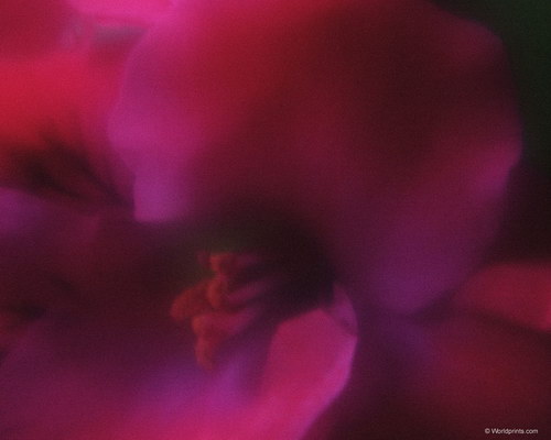 красивая цветочная заставка на рабочий стол