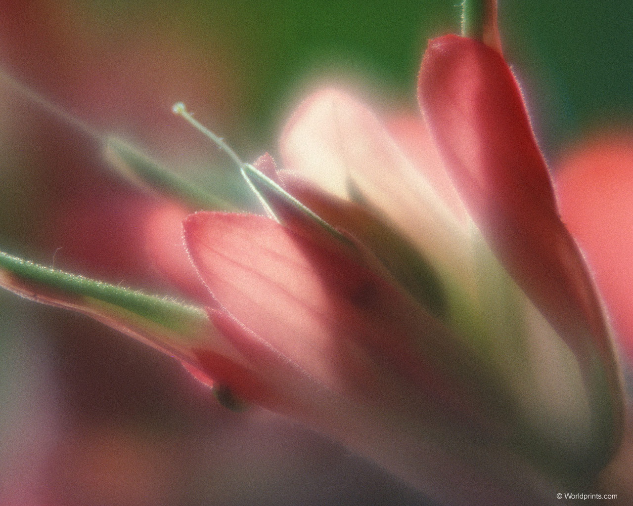 Готовимся к 8 марта