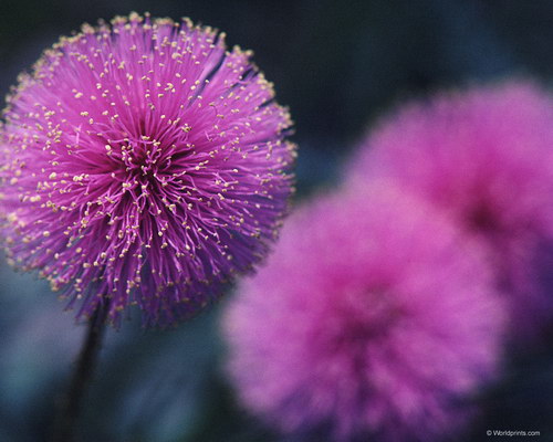 фиолетовые одуванчики к 8 марта