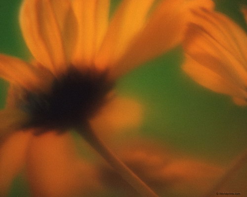 красивый цветок на рабочий стол