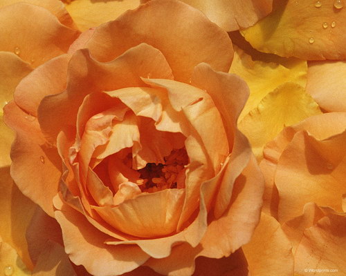 чайные лепестки роз