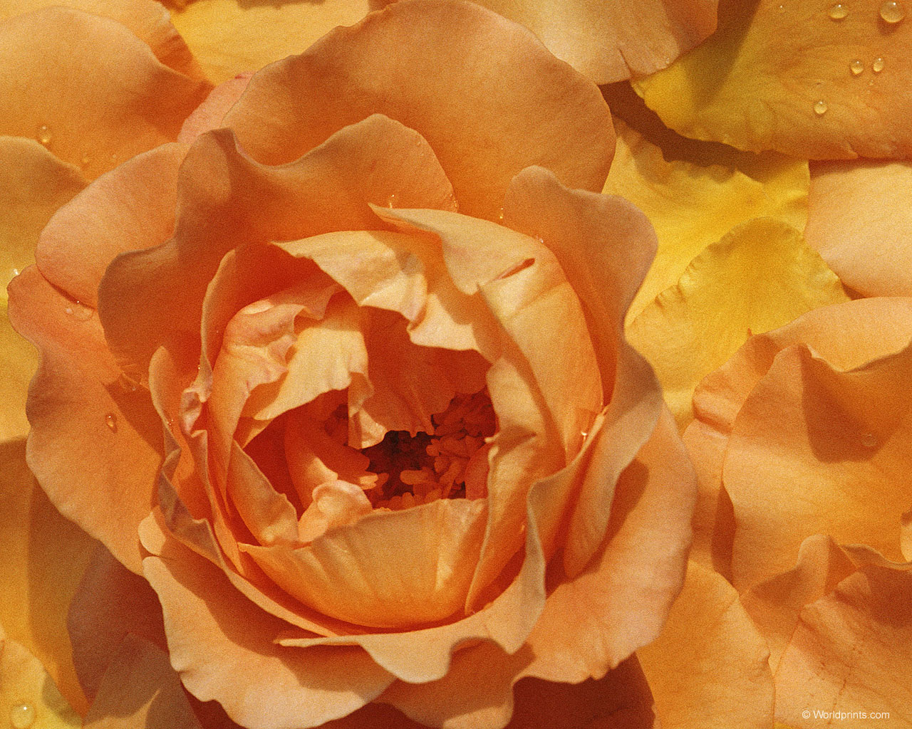 Готовимся к 8 марта