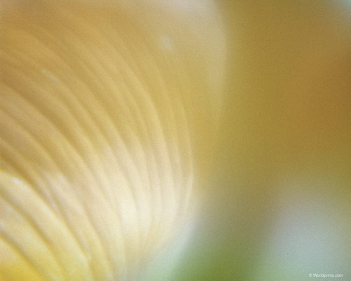 Готовимся к 8 марта