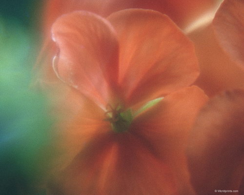 красный цветок на старой фотопленке