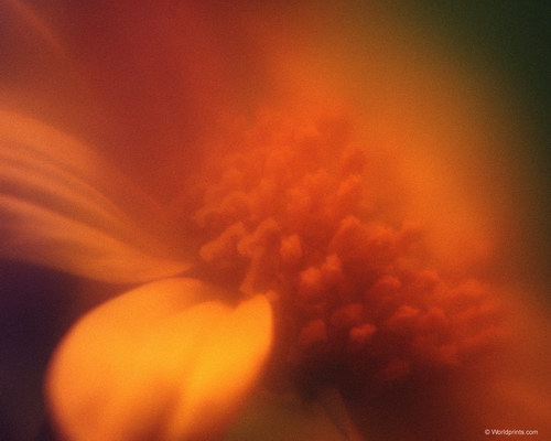 оранжевый цветок на рабочий стол