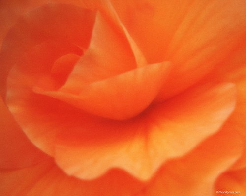 лепестки роз к 8 марта