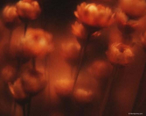 таинственные кувшинки