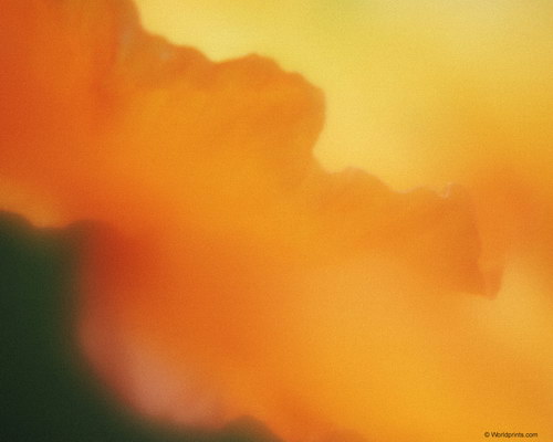 желтые лепестки