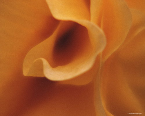 желтый бутон розы