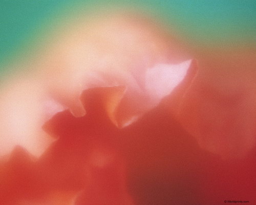 лепестки к международному женскому дню