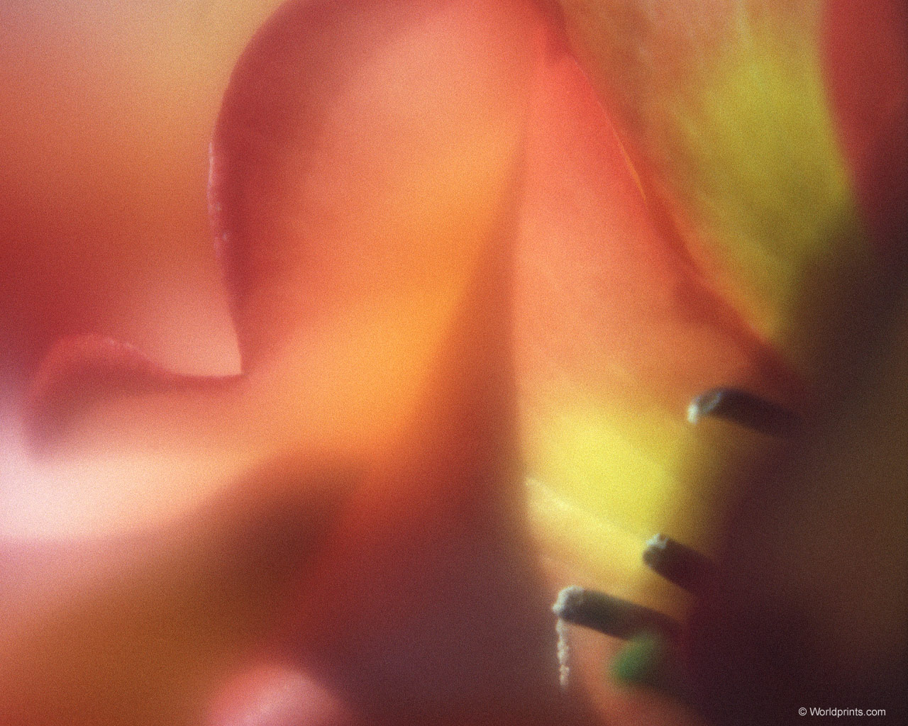 Готовимся к 8 марта