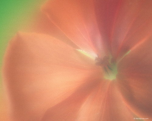 красный мак на рабочий стол