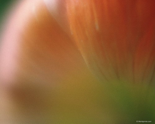 заставка из цветов на рабочий стол