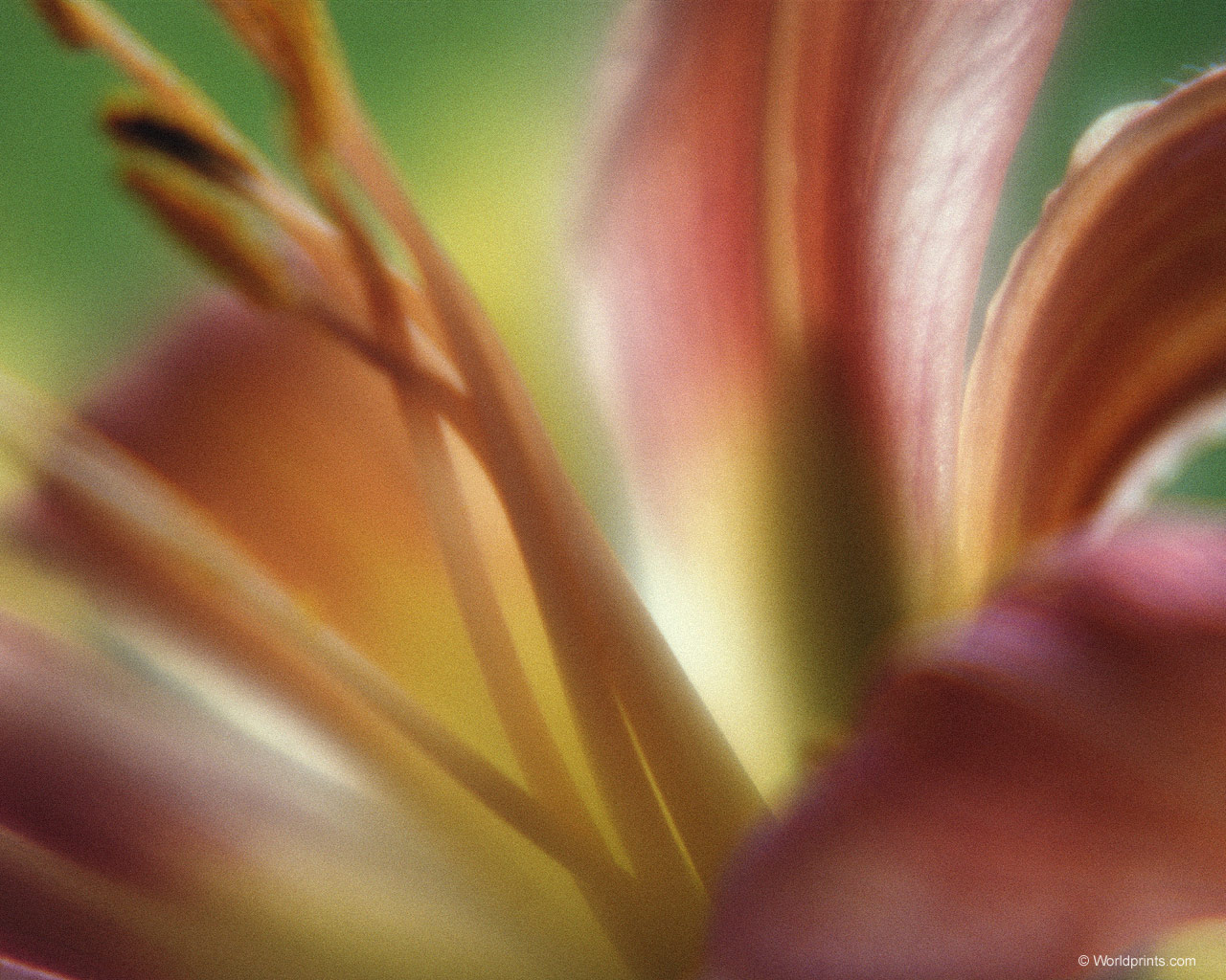 Готовимся к 8 марта