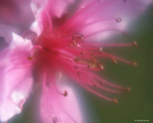 цветок на рабочий стол к 8 марта