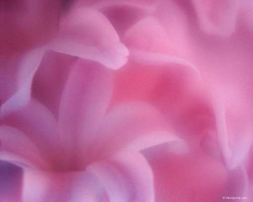 нежные соцветия сирени