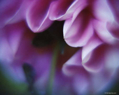 нежная астра к 8 марта