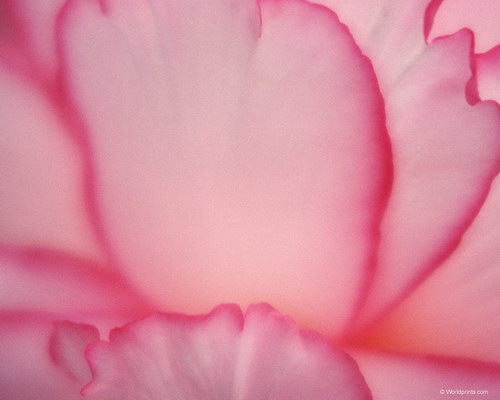 розовые лепестки к 8 марта