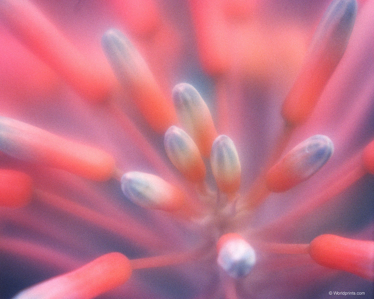 Готовимся к 8 марта