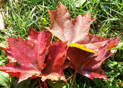 Всякие разные обои