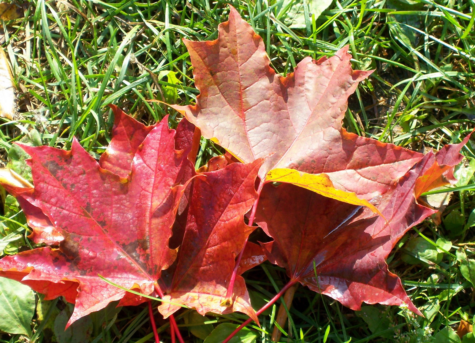 Всякие разные обои